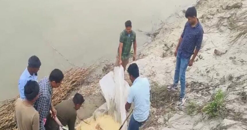 Liquor started coming out of wheat fields, the picture of the banks of Gandak river will surprise you