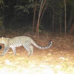 Melanistic female leopard seen with 2 cubs in the forests of Odisha, pictures surfaced - India TV Hindi
