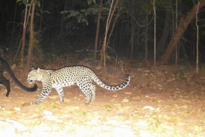 Melanistic female leopard seen with 2 cubs in the forests of Odisha, pictures surfaced - India TV Hindi