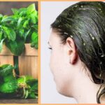 Mint hair pack can help in hair regrowth, just use it like this - India TV Hindi