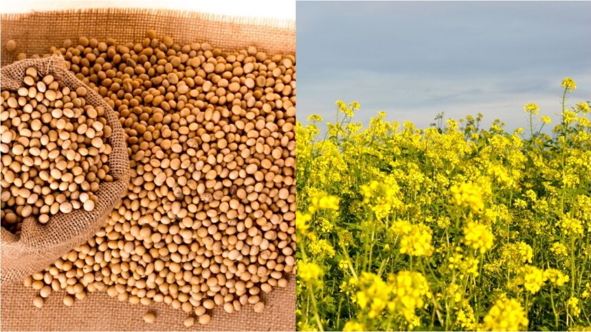 Prices of mustard, groundnut and soybean have fallen, why is the area of ​​sunflower shrinking?  - India TV Hindi