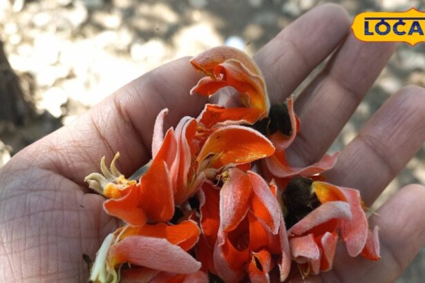 The flower of 'Brahma' tree is very miraculous;  Withered skin, fruits and bark will blossom, medicine for kidney-diabetes!