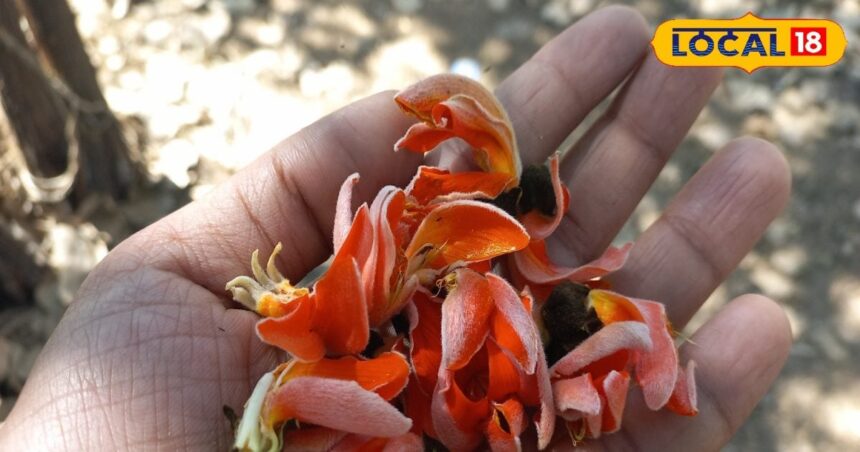The flower of 'Brahma' tree is very miraculous;  Withered skin, fruits and bark will blossom, medicine for kidney-diabetes!