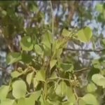 The leaves of this tree are no less than Sanjeevani herb, very effective in stomach related diseases, will provide quick relief.