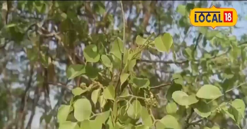 The leaves of this tree are no less than Sanjeevani herb, very effective in stomach related diseases, will provide quick relief.