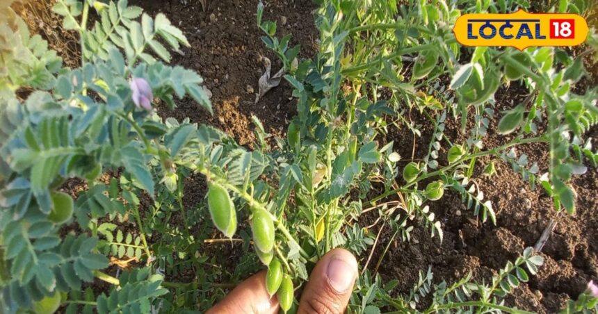 This green vegetable is available only for 3 months, will control increased blood sugar in 20 days, body will become strong