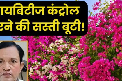 This plant is a cheap cure for serious diseases, enhances the beauty of the roadside with its flowers, a panacea for diabetes.