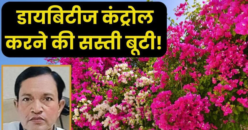This plant is a cheap cure for serious diseases, enhances the beauty of the roadside with its flowers, a panacea for diabetes.