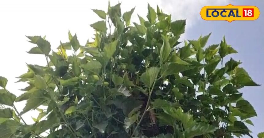 This plant is a vitamin factory!  Not just the fruits and leaves, the entire tree is lifesaver;  Agricultural science considered 'miraculous'