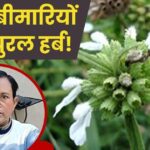 This plant is full of medicinal properties from head to toe, it is a panacea for arthritis and fever, it also relieves digestive system problems.