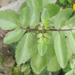 This plant is the cure for diseases, it is a panacea for stones, it is also effective in many diseases including pain and infection.
