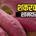 This vegetable is full of powerful properties, if consumed even for one month, life will become happy, it destroys 5 serious diseases.