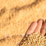 Wheat prices will remain under control, black marketing will be curbed, know how
