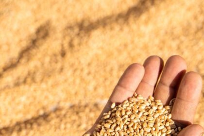 Wheat prices will remain under control, black marketing will be curbed, know how