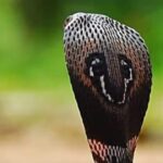 When does a snake's mood go off? Understand the right time to sleep and wake up from its gait, posture and expressions.