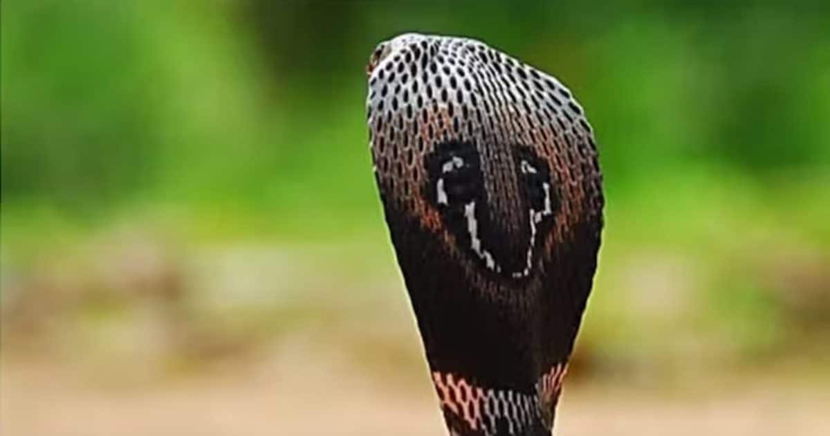 When does a snake's mood go off? Understand the right time to sleep and wake up from its gait, posture and expressions.