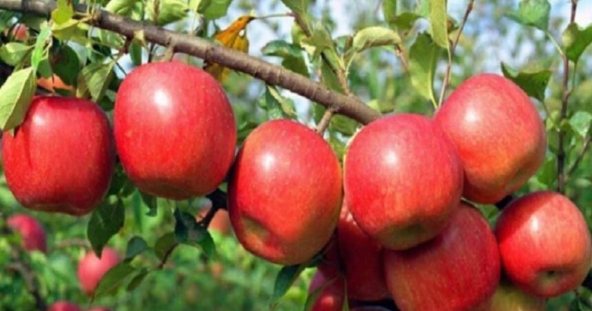 You will get subsidy up to 50 percent, do apple farming, there is no calculation of earning...