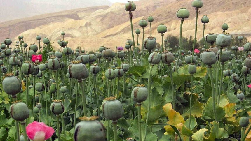 More than 104 kg of opium plants seized amid wheat crop, farm owner sent to jail - India TV Hindi