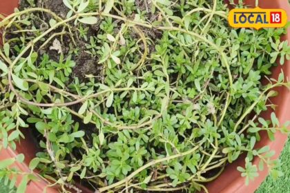 This plant is the father of all herbs, increases brain power, know the benefits
