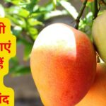 Be it Dussehri, Malda or Chausa, it is a storehouse of all nutrients, every variety of the king of fruits Mango is full of benefits, know the benefits of one more than the other.