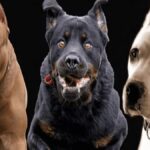 Ferocious Dogs Breed Banned Case: Ban on breeding of ferocious dogs is over, Karnataka High Court canceled the order of Animal Husbandry Department.