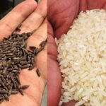 Kala Namak Rice: Permission granted to export up to 1,000 tonnes of black salt rice - India TV Hindi