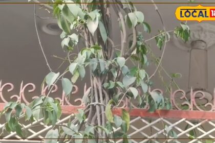 Plant the vine of this tree at home, mosquitoes will not wander around;  The house will smell with fragrance