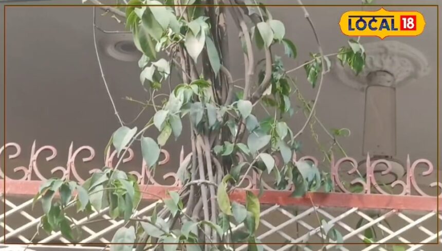 Plant the vine of this tree at home, mosquitoes will not wander around;  The house will smell with fragrance