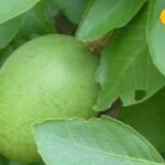 This fruit is a miraculous medicine for the body, it is a panacea for dozens of diseases, learn its use from the expert.