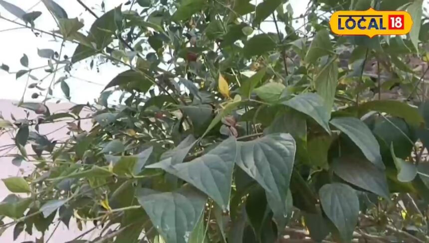 This plant is the enemy of diseases, it will cure piles and malaria, it is also a panacea for the skin.