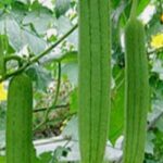 This vegetable is available only for 3 months in a year, keeps the heart and stomach healthy;  Eyesight will also improve
