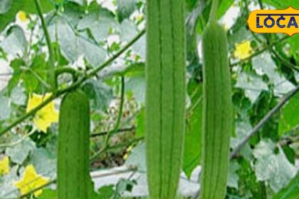 This vegetable is available only for 3 months in a year, keeps the heart and stomach healthy;  Eyesight will also improve
