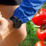 There is poison in this part of the tomato!  If you eat too much you will become arthritis patient, know the reason