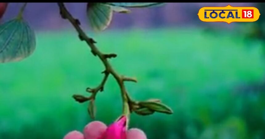 This 5 petal flower found in the mountains... is a panacea for thyroid and goiter, use it like this