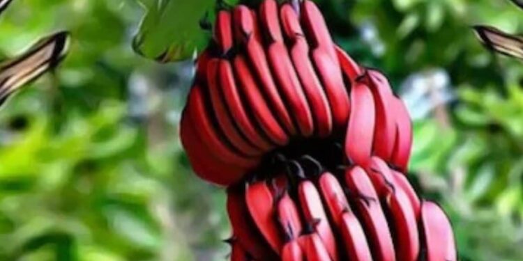 Have you ever eaten red banana? You will be surprised to know its 7 amazing benefits