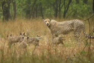 5 cubs frolicking in the rain with their mother 'Gamini', you too watch the video of female cheetah's fun in Kuno - India TV Hindi