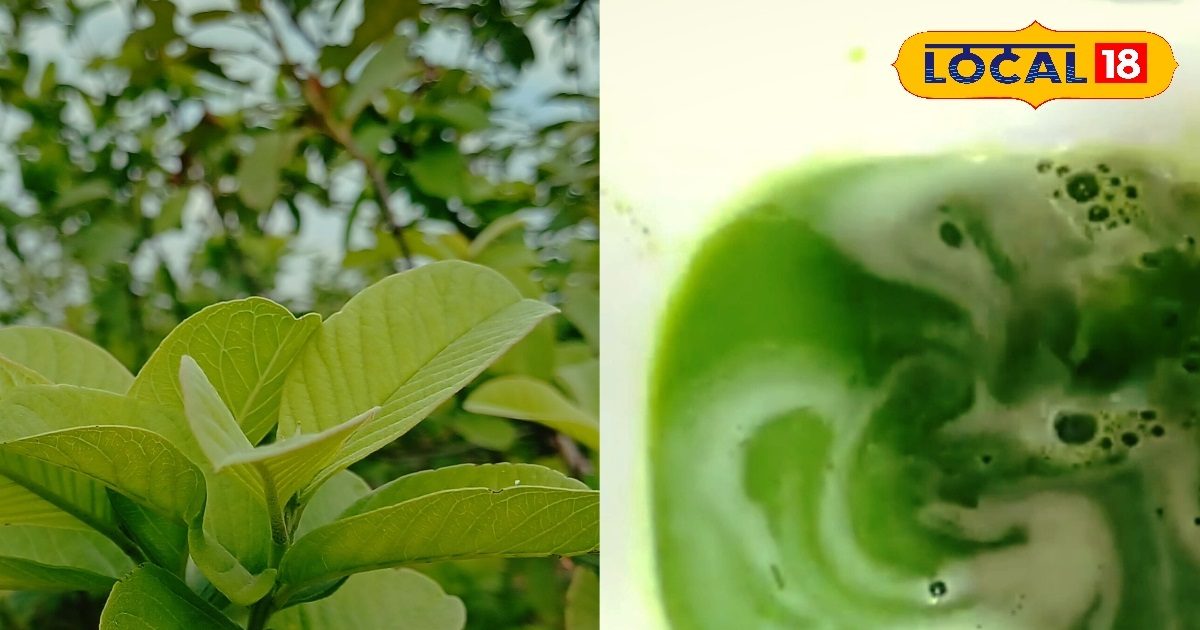 Are you troubled by hair fall? Pluck the leaves of this tree at home and then see the miracle