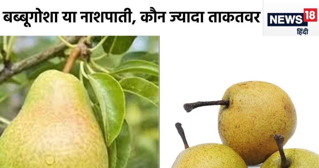 Babbugosha or pear, which one is better than apple in terms of qualities? It will fill the body with nutrients in 3 months, it will last for a whole year