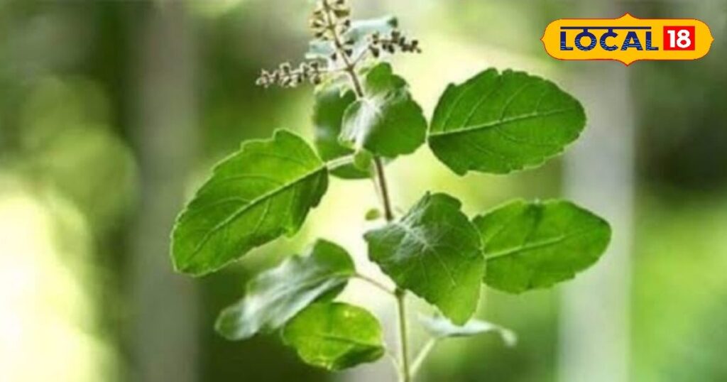 If you consume the leaves of this plant on an empty stomach in the morning, you will never get cancer