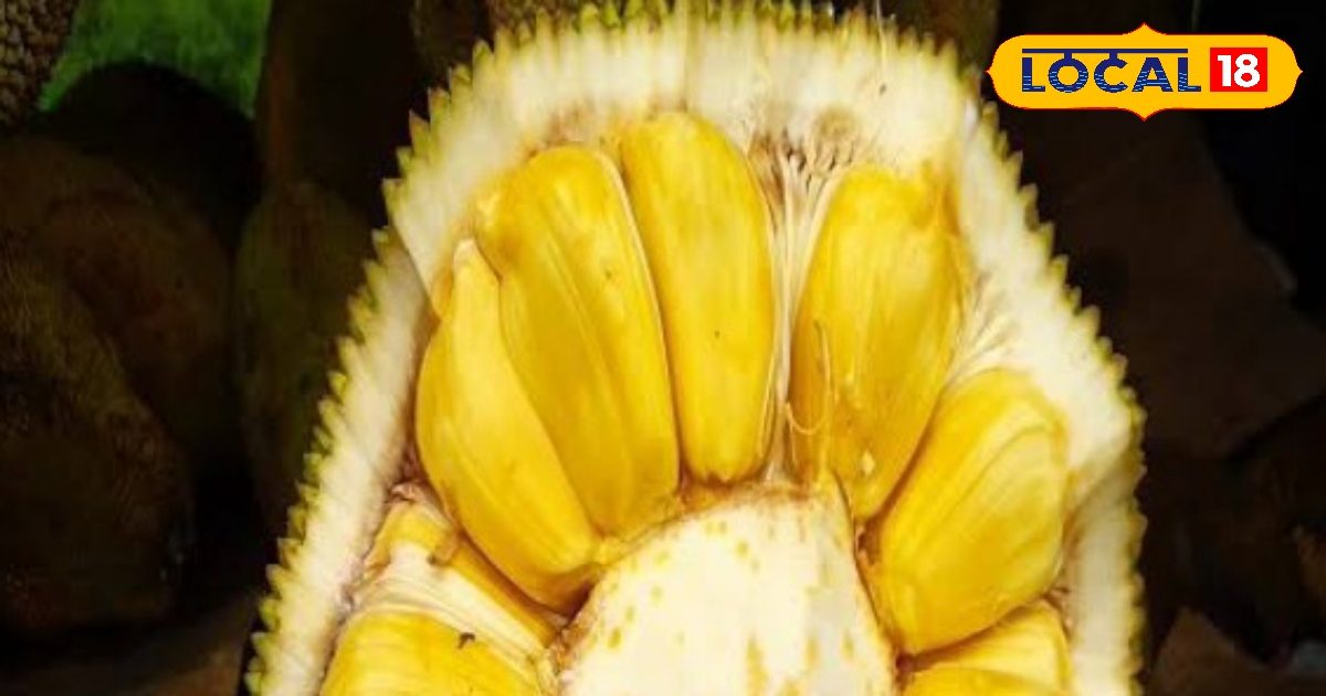 Jackfruit seeds are no less than a boon in monsoon... eating them gives these 5 big benefits