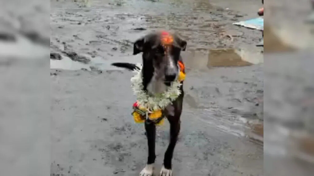 Missing dog 'Maharaj' returned to Karnataka from Maharashtra, owner hosted a feast for him, know the matter - India TV Hindi