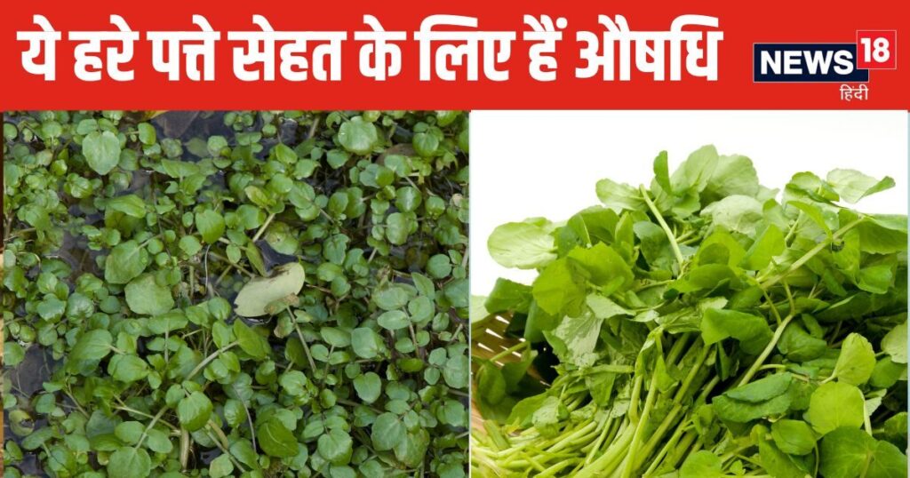 These green leaves growing in water are like medicine and are a panacea for diabetes, control blood sugar, strengthen bones, know these 4 benefits