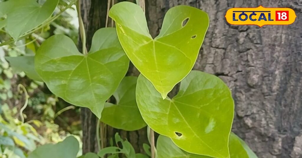 This Ayurvedic vine is amazing, the straight leaf heals the deepest wounds, the upside down leaf does this work