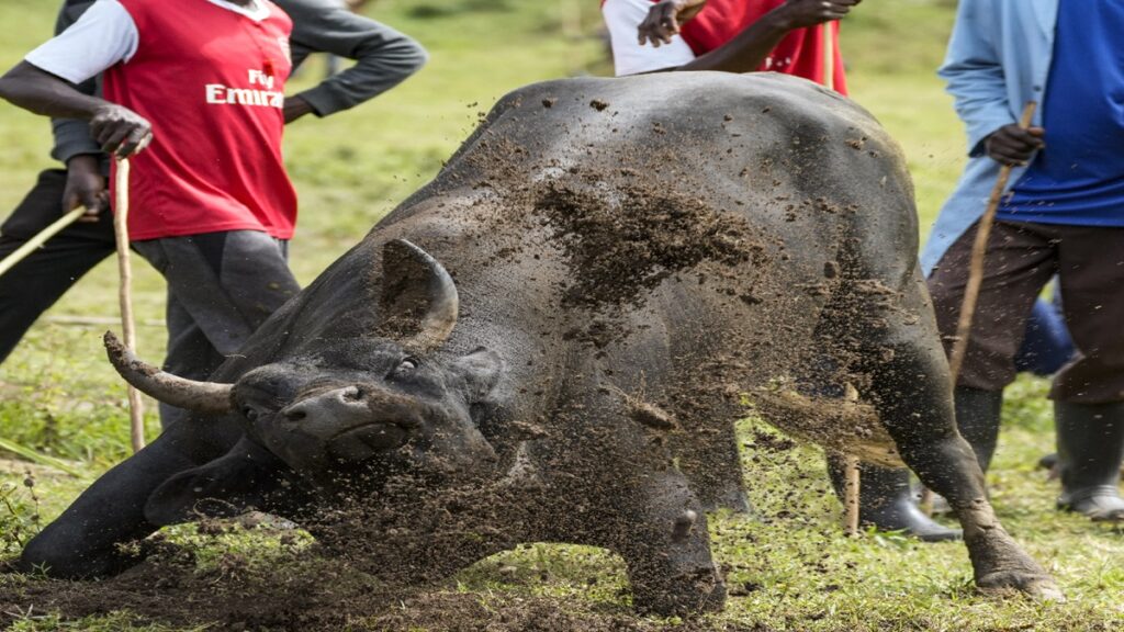 This country has banned bullfighting - India TV Hindi