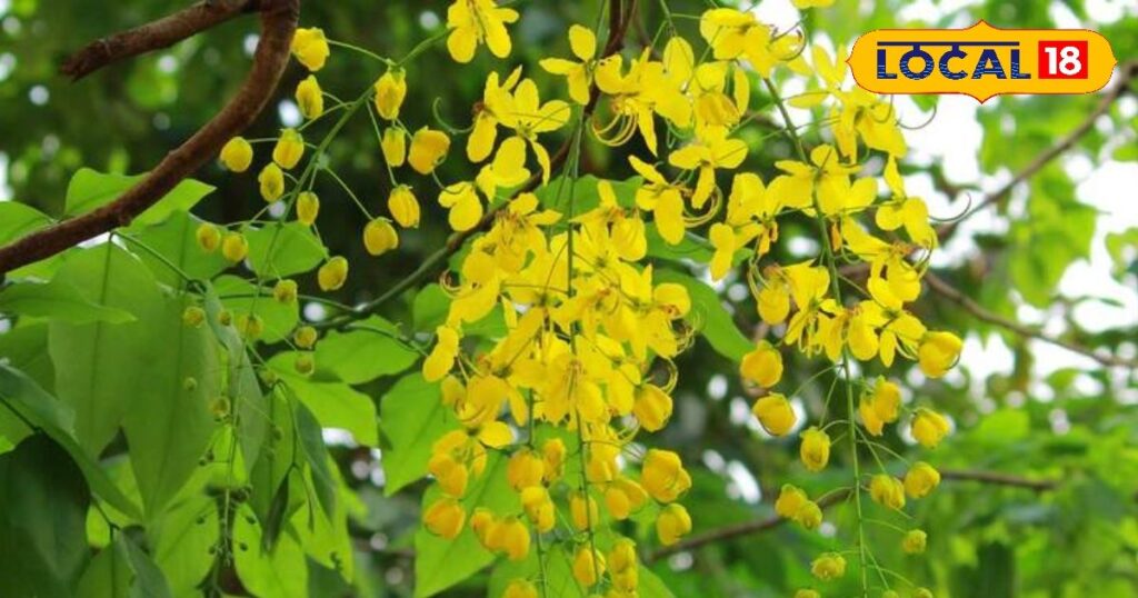 This tree is a panacea for summer and rainy season diseases, from leaves to roots it is a medicine...