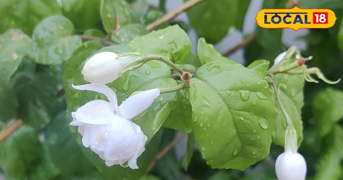 This white flower is no less than a Sanjeevani herb, gives relief from anxiety and insomnia, is also effective in injuries and wounds