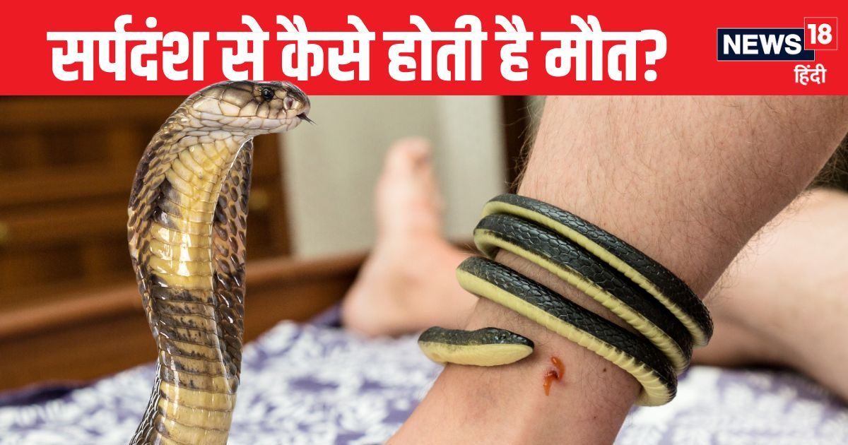Which organs are damaged when a snake bites? Which part of the snake contains poison, how does it cause death, know the ABCD of snakebite