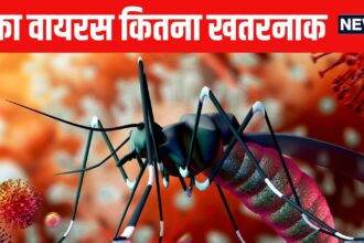Zika virus is spreading rapidly again! It can cause havoc in rainy season, understand the treatment from the doctor