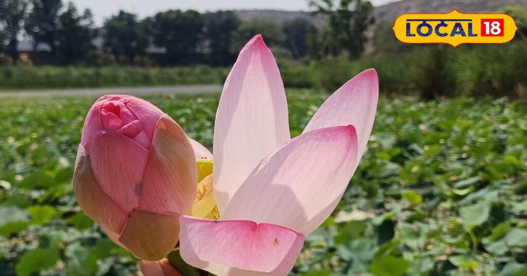 This flower that blooms in the mud is full of medicinal properties, a panacea for cough and liver, you will not be able to believe the benefits