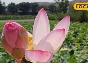 This flower that blooms in the mud is full of medicinal properties, a panacea for cough and liver, you will not be able to believe the benefits